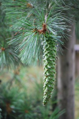 Pinus ayacahuite - borovice mexická - šiška